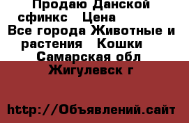  Продаю Данской сфинкс › Цена ­ 2 000 - Все города Животные и растения » Кошки   . Самарская обл.,Жигулевск г.